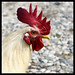 Jill Combs Photo 20