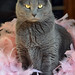 Susan Mcdonough Photo 24