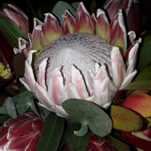 Susan Ackermann Photo 28