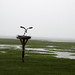 Susan Forsythe Photo 22