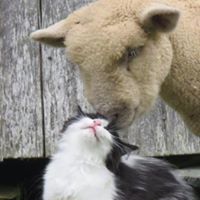Glenda Lamb Photo 2
