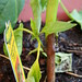 Bertha Brown Photo 21