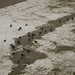 Joyce Crow Photo 16