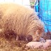 Marilyn Lamb Photo 26
