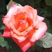 Christopher Rose Photo 32
