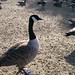 Debbie Pennington Photo 21