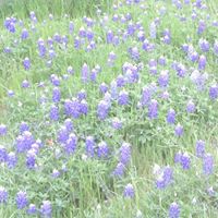 Debra Steele Photo 30