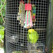 Nancy Parrot Photo 8