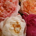 David Rose Photo 14
