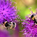 Bee Yang Photo 33