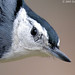 Dan White Photo 29