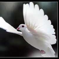 Sharmin Ahmed Photo 6
