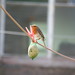 Robin Line Photo 6