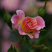 Laura Clements Photo 15