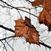 Margaret Cole Photo 44