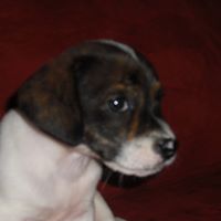 Cynthia Pressley Photo 11