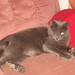 Tammy Justice Photo 22
