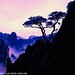 Shan Huang Photo 25