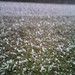 Cheryl Puckett Photo 26