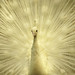 Rodney Sharp Photo 15