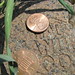 Penny Paver Photo 10