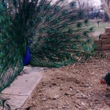 Chris Stone Photo 1