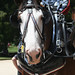 Victoria Harness Photo 11