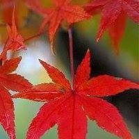 Tim Maple Photo 10
