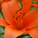 Diane Tiger Photo 6