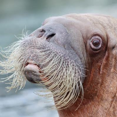 Philip Peterson Photo 27