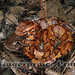 William Shackleford Photo 9