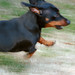 Jimmy Dean Photo 4