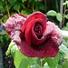 Walter Rose Photo 38