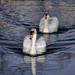 Glenn Swan Photo 11