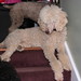 Cindy Queen Photo 21