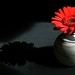 Sue Gorman Photo 27