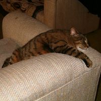 Janet Haskin Photo 7
