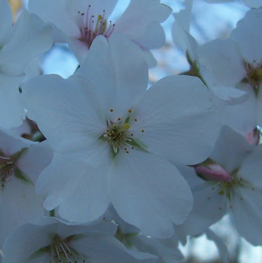 Sherry Collins Photo 37