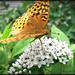 Nancy Spangle Photo 8