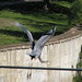 Charles Bird Photo 11