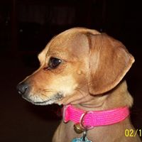 Robin Huddleston Photo 4