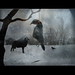 Harold Crow Photo 12