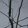 Deepti Sood Photo 5