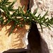 Rosemary Pierre Photo 9