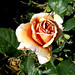 Julia Rose Photo 22