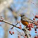 Robin Wolfe Photo 21