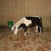 Heather Westmoreland Photo 19