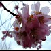 April Rains Photo 13
