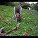Chester Parks Photo 15