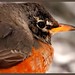 Robin Frame Photo 23